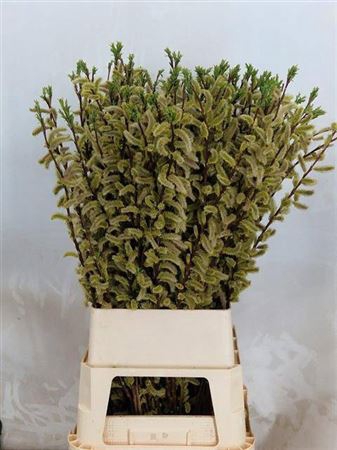 <h4>Salix Sekka Bandwilg 100cm</h4>