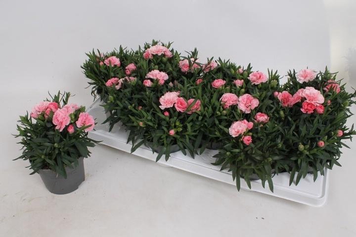 <h4>DIAN OSC PINK</h4>