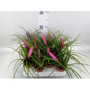 Tillandsia cyanea