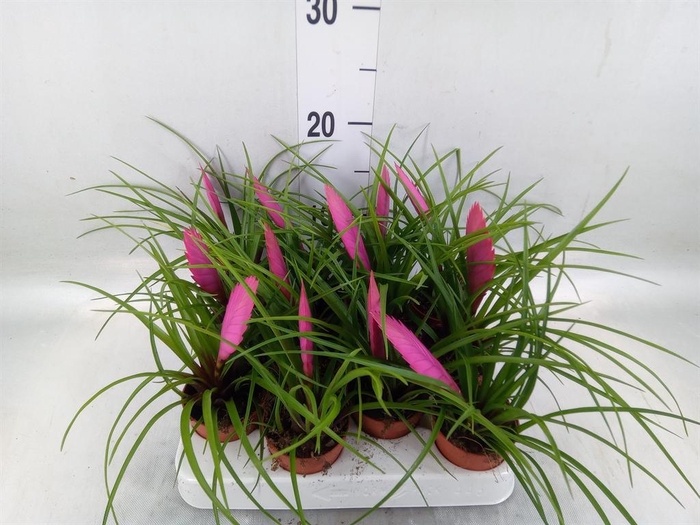 <h4>Tillandsia cyanea</h4>