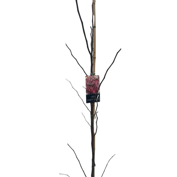 <h4>cercis can. Forest Pansy 175-200 cm geveerd</h4>