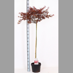 ACER PA SKEET BROOM