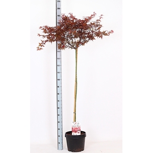 ACER PA SKEET BROOM