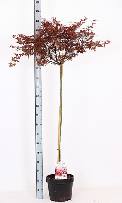 <h4>ACER PA SKEET BROOM</h4>