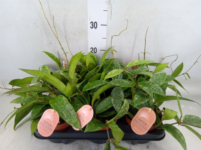 <h4>Hoya latifolia 'Rangsan'</h4>