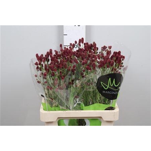 Sanguisorba offic. 'Red Dream'