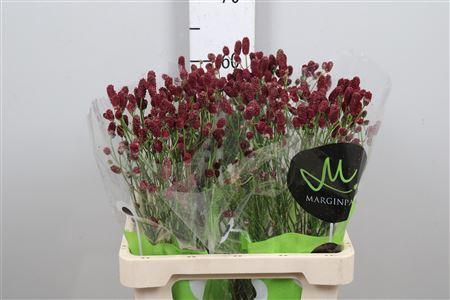 <h4>Sanguisorba offic. 'Red Dream'</h4>