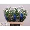 Aster Cassy