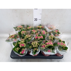 Kalanchoe blos. 'RosDon Nando'