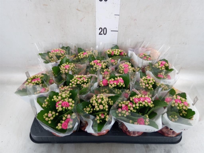<h4>Kalanchoe blos. 'RosDon Nando'</h4>