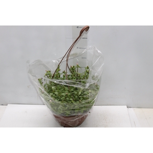PORTULACA C21