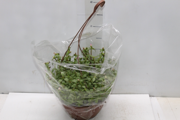 PORTULACA C21