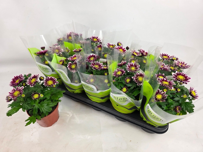 <h4>CHRYS SPLASH ROCKER</h4>