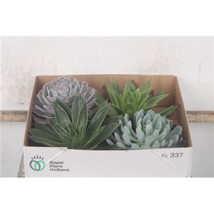 Echeveria Gemengd X4