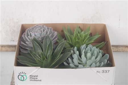 <h4>Echeveria Gemengd X4</h4>