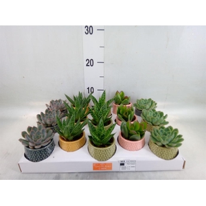 Succulents   ...mix 5