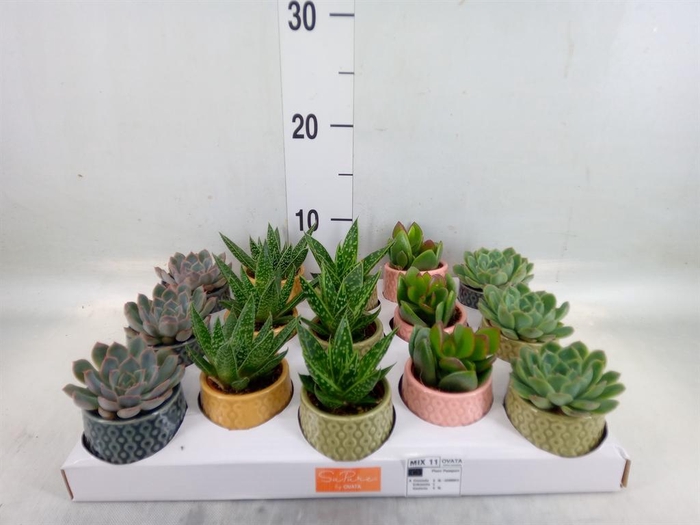 <h4>Succulents   ...mix 5</h4>