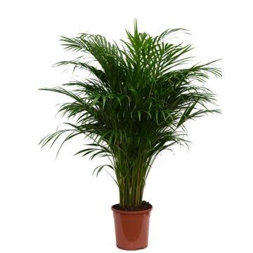 <h4>Dypsis lutescens   ...Chrysalidoca</h4>