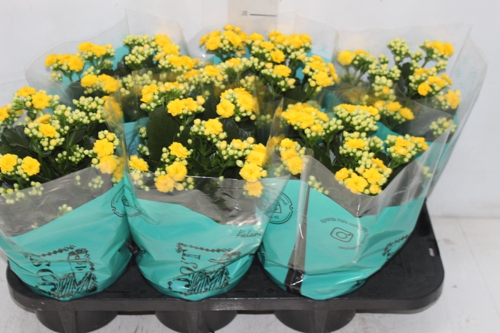 <h4>KALANCHOE DOBRADO P15 AMARELO</h4>