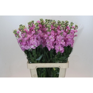 Matthiola Iron Pink