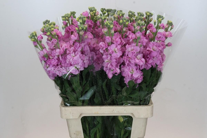 <h4>Matthiola Iron Pink</h4>