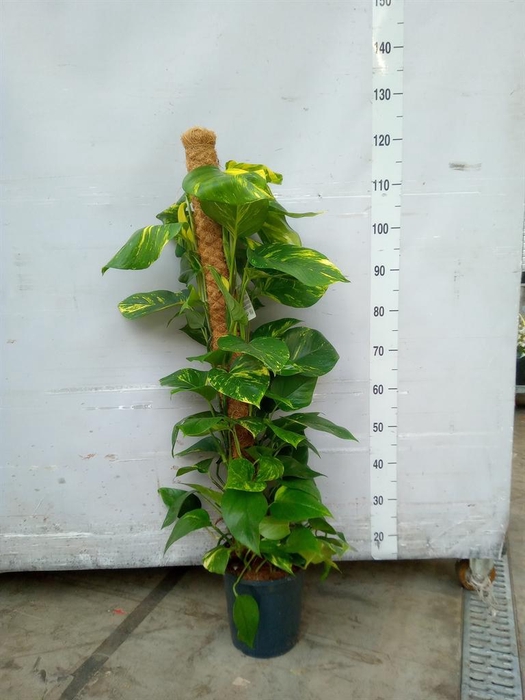 <h4>Epipremnum pinn.   ...moss stick</h4>