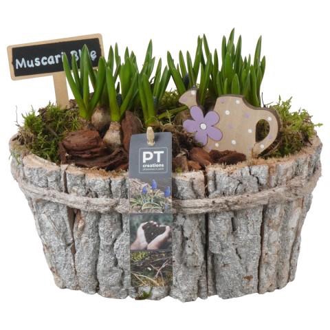 <h4>PTMB6290 Arrangement Muscari Blue in hout pot</h4>