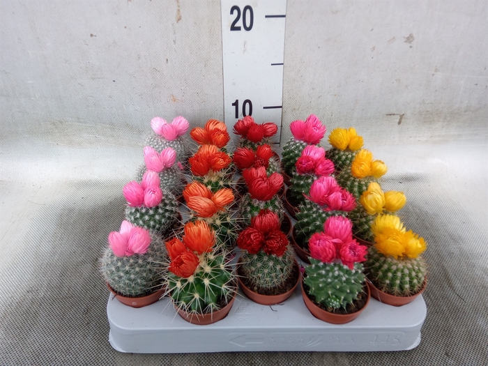 <h4>Cactus   ...decorated</h4>