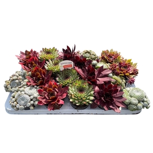 Sempervivum mix in tray