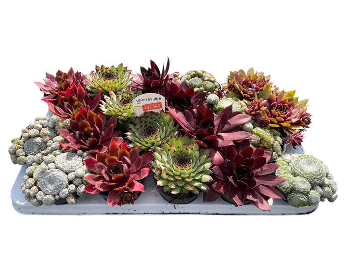<h4>Sempervivum mix in tray</h4>