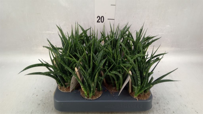 <h4>Sansevieria  'Fernwood'</h4>