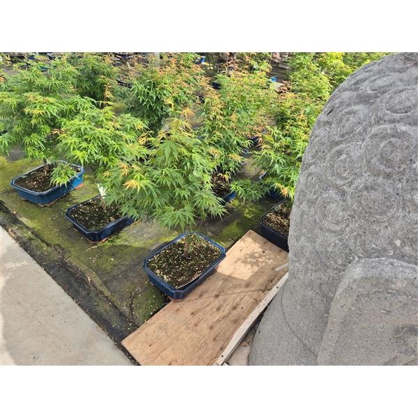 <h4>Acer palmatum "Wilson's pink dwarf", pot 32 cm.</h4>