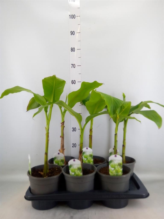 <h4>Musa basjoo</h4>