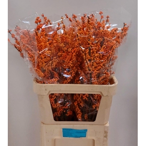 ILEX VE WINTER GOLD