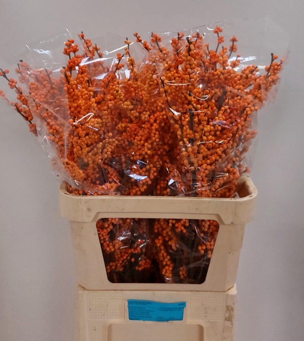 <h4>ILEX VE WINTER GOLD</h4>
