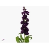 MATTH ANYT PURPLE