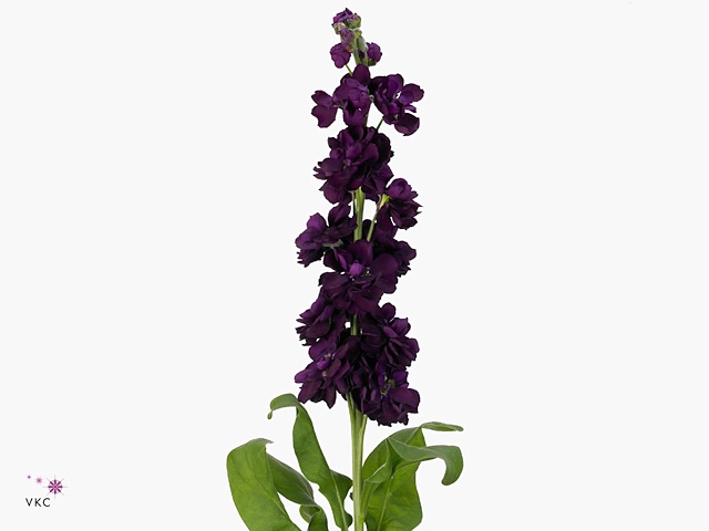 MATTH ANYT PURPLE