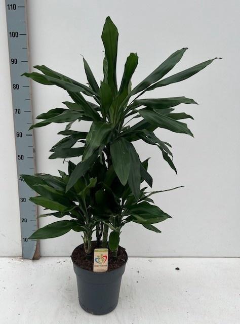 <h4>DRA DE J LIND</h4>