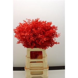 Dr Ruscus Bleach Rood