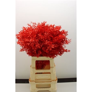 DRIED FLOWERS - RUSCUS RED