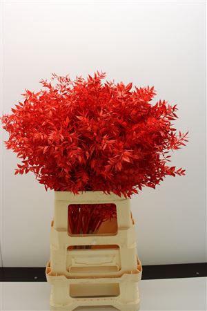 <h4>Dr Ruscus Bleach Rood</h4>