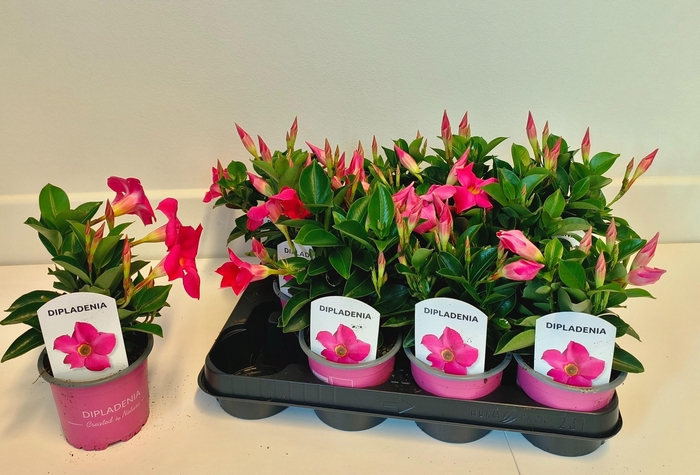 arr8 Mande Rio Pink