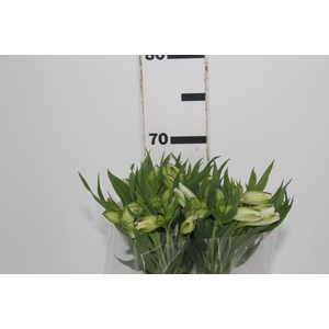 ALSTROEMERIA WHITNEY 060 CM