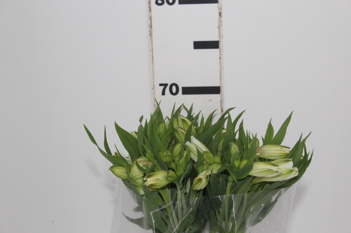 <h4>ALSTROEMERIA WHITNEY 060 CM</h4>