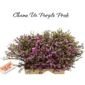 CHAME UN PURPLE PRID