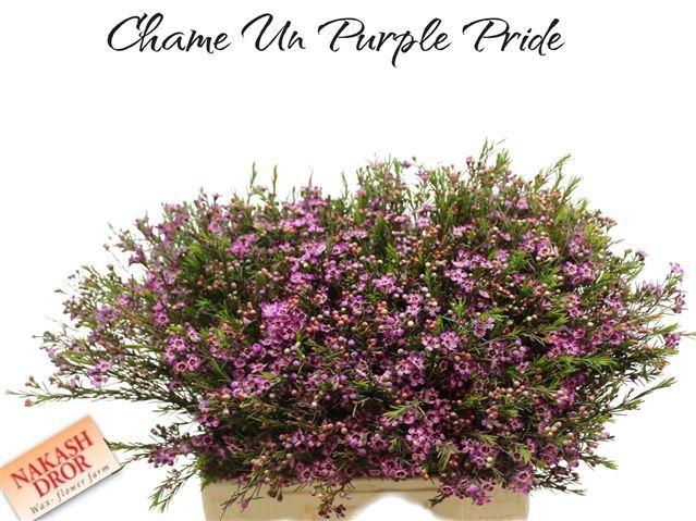 <h4>CHAME UN PURPLE PRID</h4>