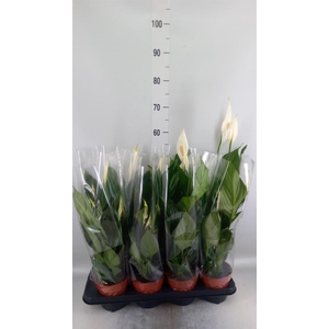 Spathiphyllum  'Sweet Chico'