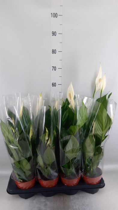 <h4>Spathiphyllum 'Sweet Chico'</h4>