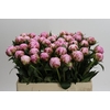 Paeonia Sarah Bernhardt