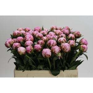 Paeonia Sarah Bernhardt